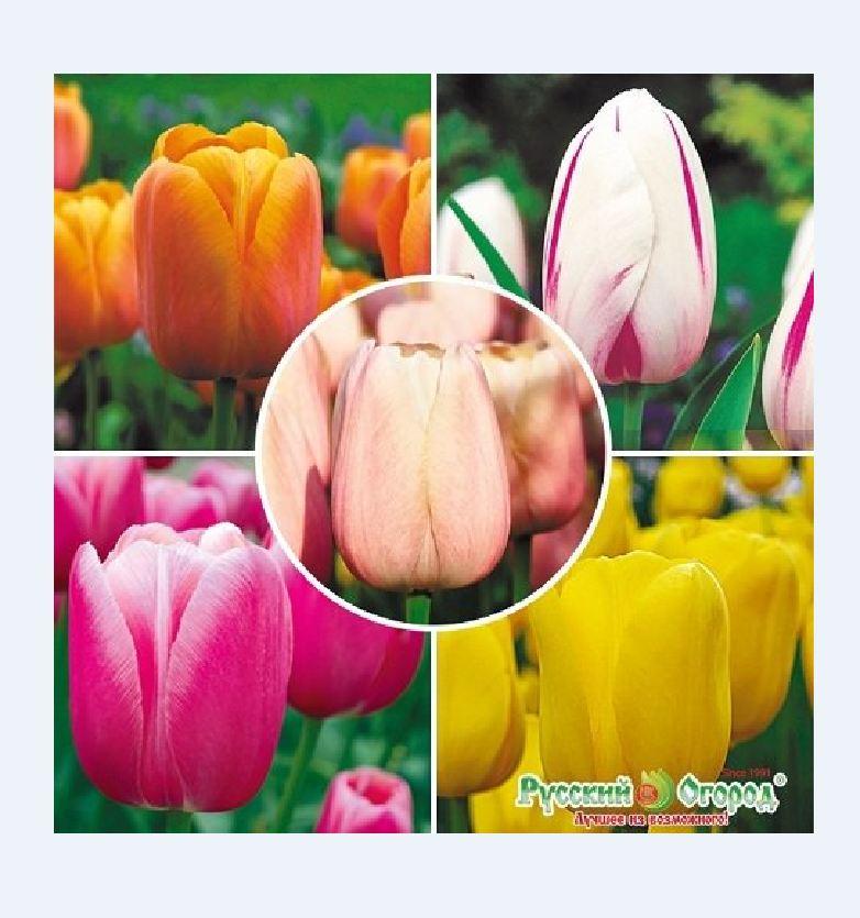 Bộ 5 củ giống hoa tulip nhiều màu - hoa trồng chơi tết