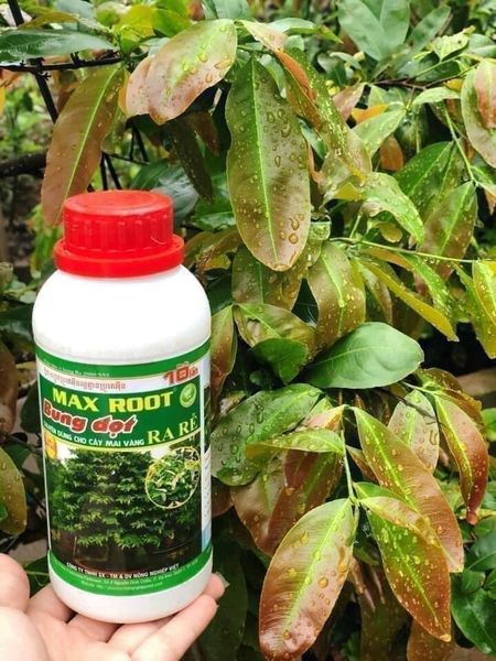 Max root bung đọt ra rễ mai vàng chai 500ml