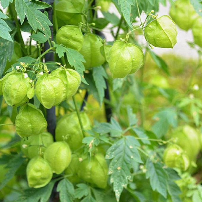 Hạt Giống Cây rau Tầm Bóp - Gói 50 hạt