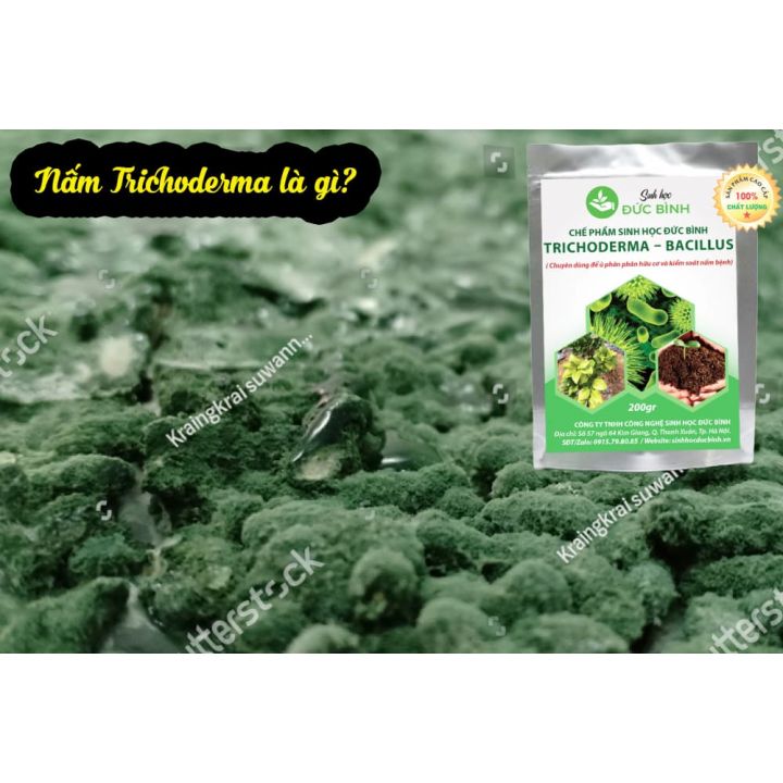 NẤM ĐỐI KHÁNG TRICHODERMA BACILLUS ( Chuyên dùng để ủ phân hữu cơ và kiểm soát nấm bệnh)