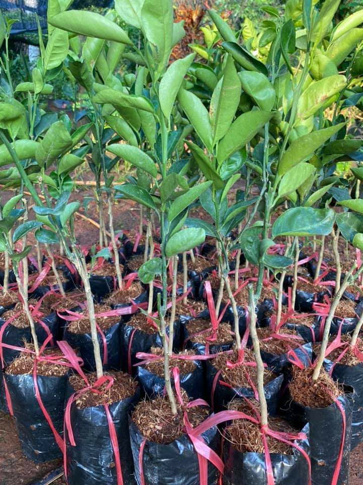 cây giống quýt đường thái lan