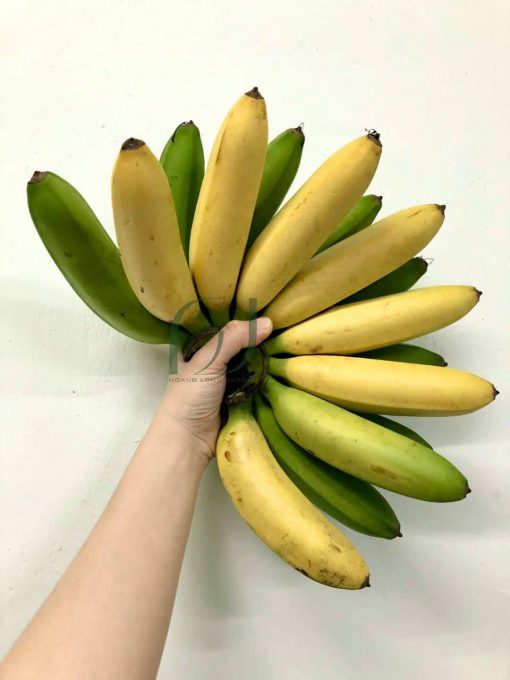 CÂY GIỐNG CHUỐI NÀNG TIÊN [ Cây đẹp khỏe cao trên 50 cm ] [ GIAO HÀNG NHANH ]