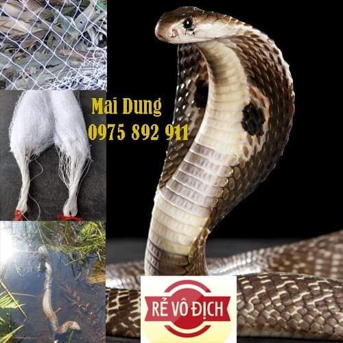 lưới bẫy rắn - Nhật Bản