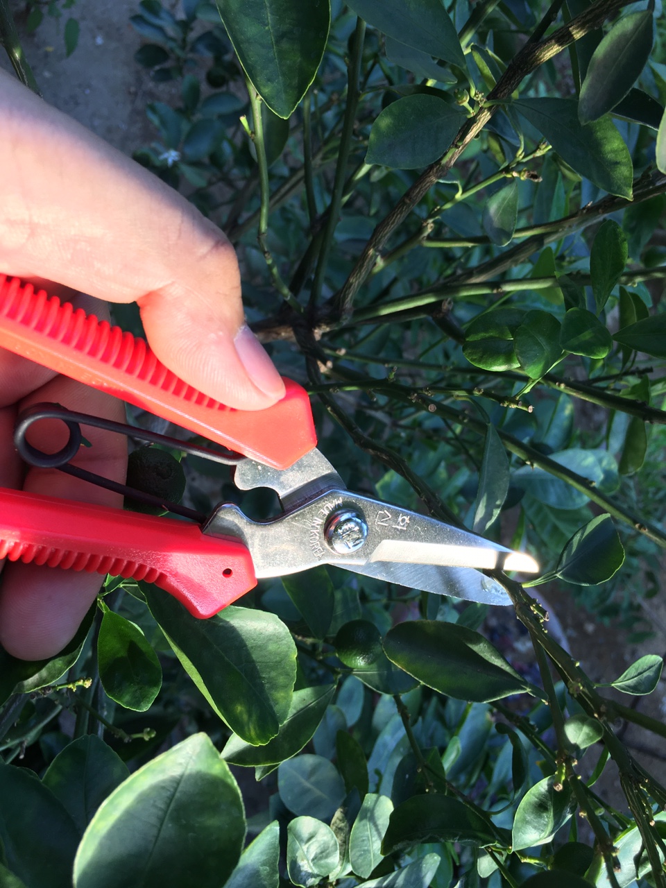 Kéo Đa năng Hàn Quốc Multi-Purpose Scissors, Model: P-300  Sắc bén vĩnh viễn