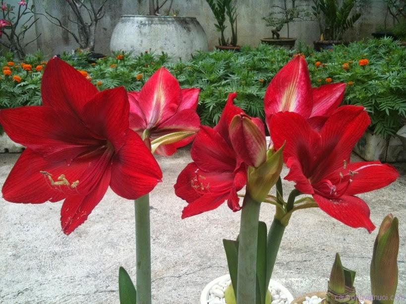 Củ giống hoa lan huệ đỏ nhung