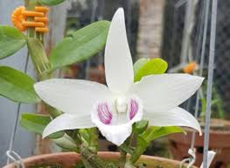 Lan phi điệp Bảo duy