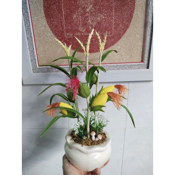 Chậu bắp đất sét mẫu để bàn