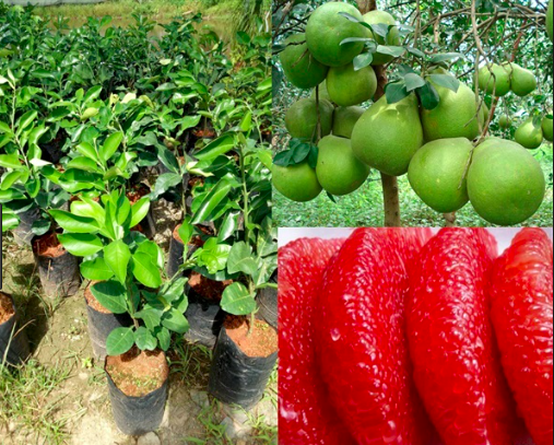 COMBO 4 BUOI RUBY THÁI CHỈ 199K HÀNG F1 ĐẸP
