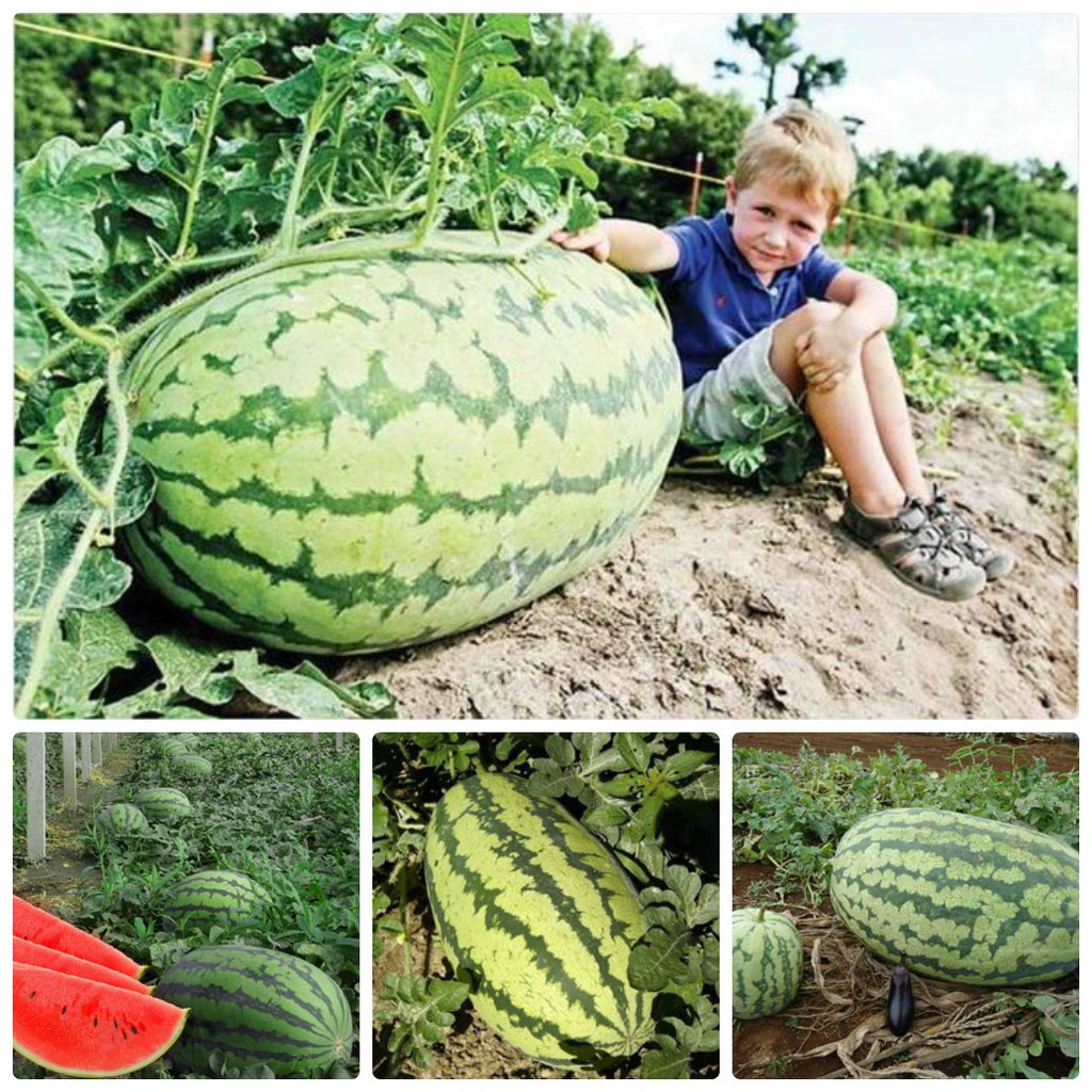 Hạt Giống Dưa Hấu Khổng Lồ (tặng kèm phân bón)