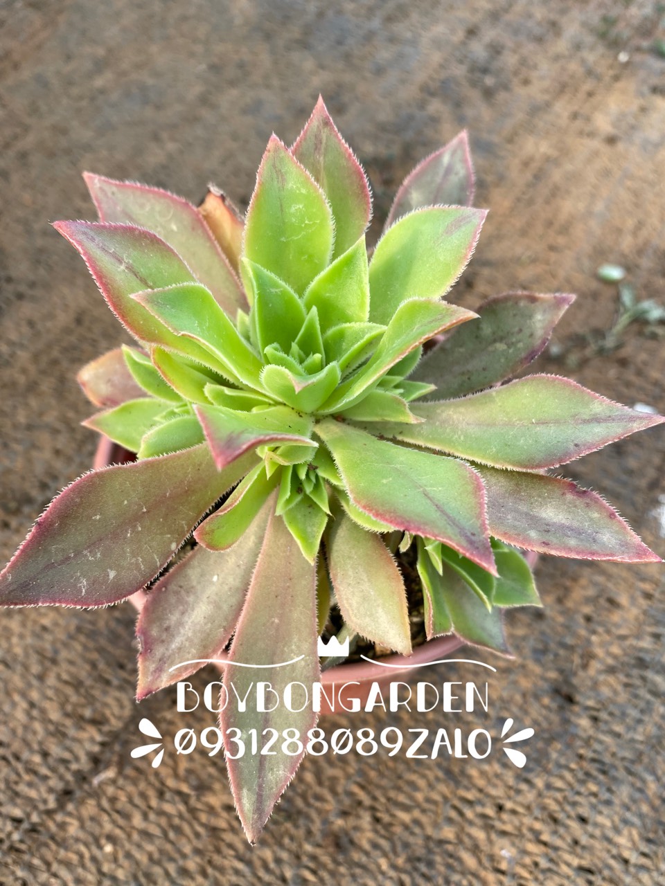 CÂY SEN ĐÁ AEONIUM BA MÀU LÁ DÀI 🌵 ❣   [Chính hãng]⚡ [Ảnh thật] ❤  [FreeShip] ✈  [Có sẵn]