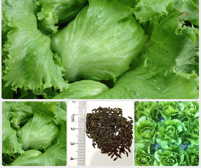 Hạt giống Xà Lách Mineto ( mua 3 tặng 1)