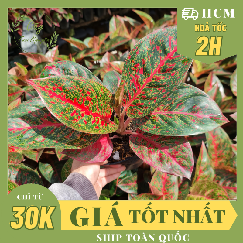 Cây như ý ,, cây cảnh trong nhà, kiểng lá mini để bàn văn phòng đẹp, hợp phong thuỷ, giá rẻ, lọc không khí, cây tươi nguyên ctn1150
