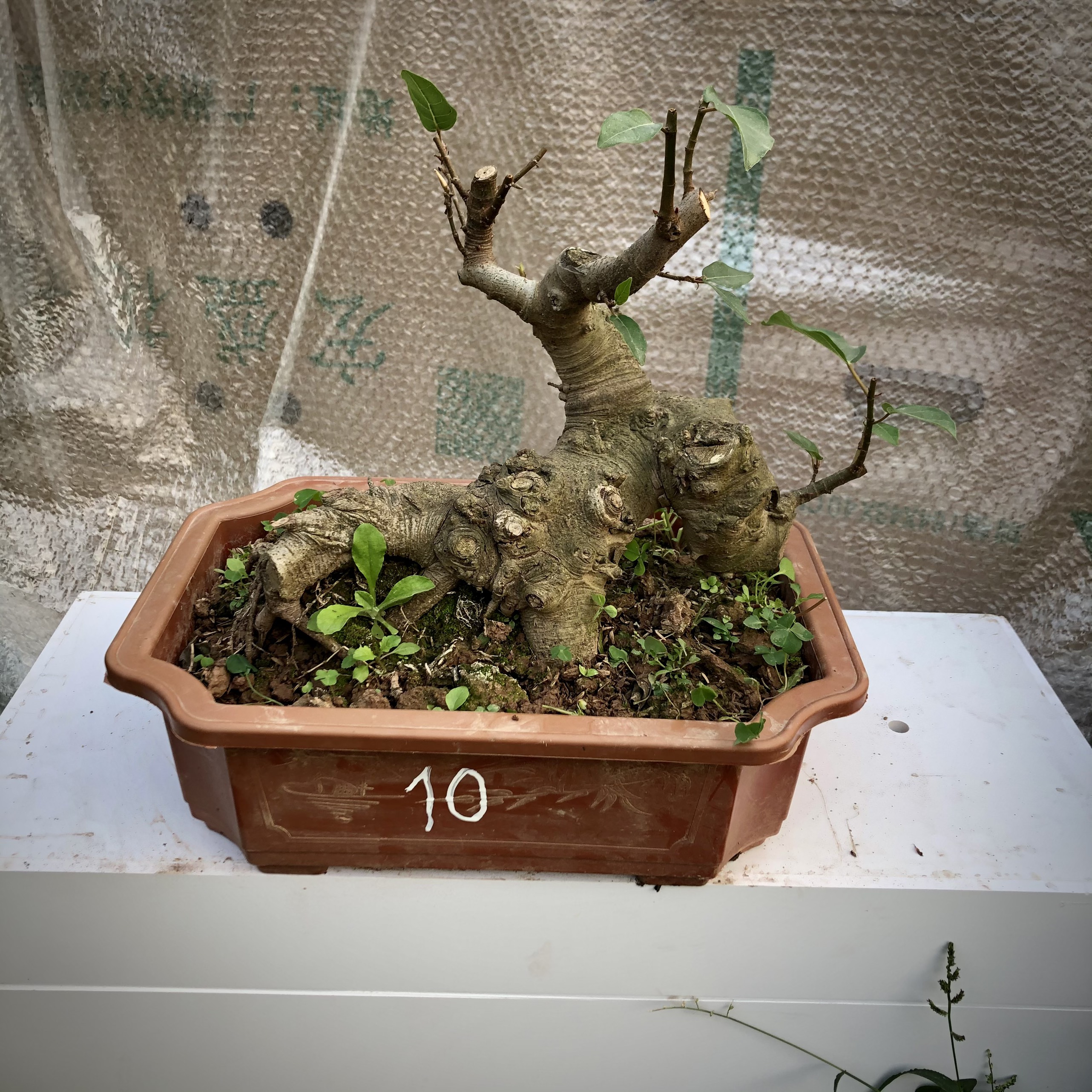 cây sung bonsai (9-18) ảnh thật đã đánh số tùy chọn