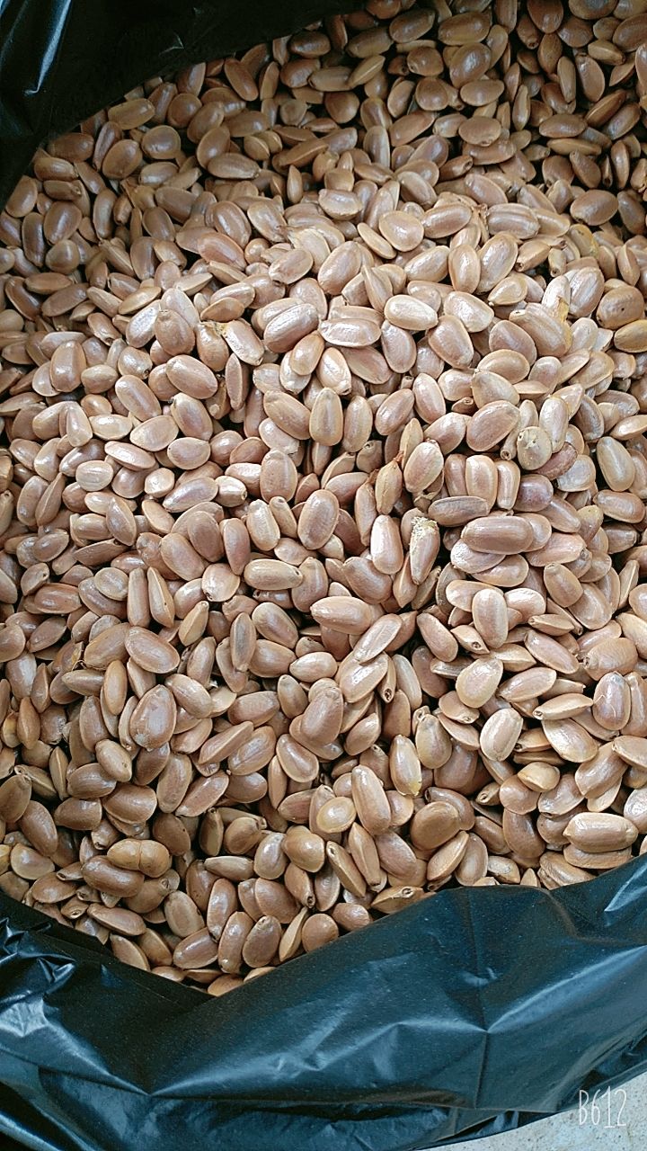 500g Hạt Bình Bát Khô Nhà Làm 366l