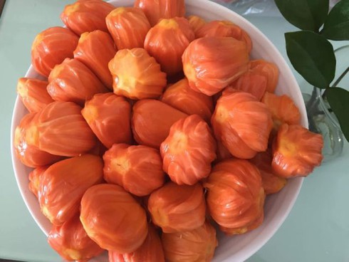 Cây giống mít malaysia ruột đỏ, sơ đỏ, quả dài - Cây khỏe mạnh cực đẹp