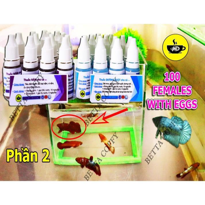 Cám Beco 1 - Thức ăn cá con 🐣 Gói nhỏ