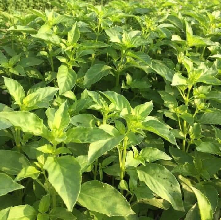 Hạt giống rau húng thơm ( É Trắng) - Rau thơm sả - Gói 2gram