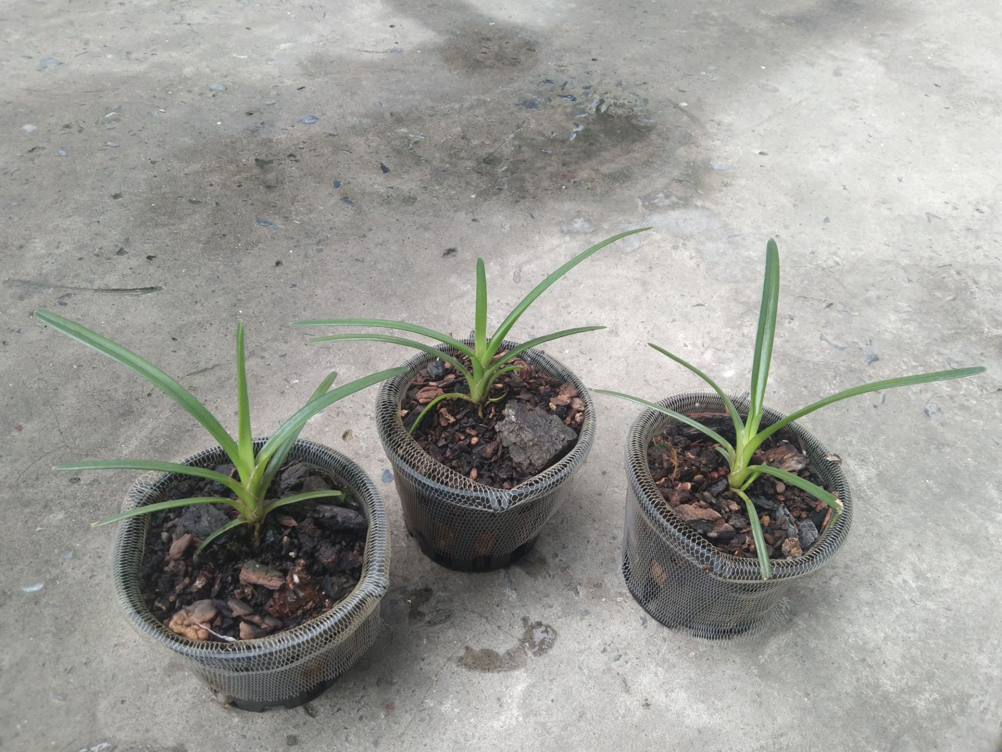 Lan kiếm Hoàng Long ( Phan Trí) giống