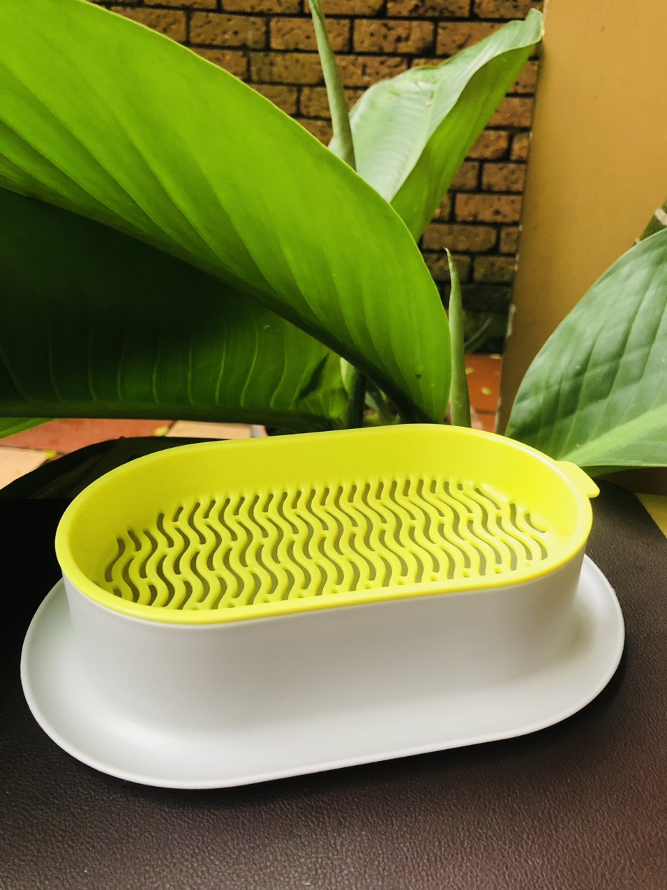 Khay trồng cỏ mèo thủy sinh