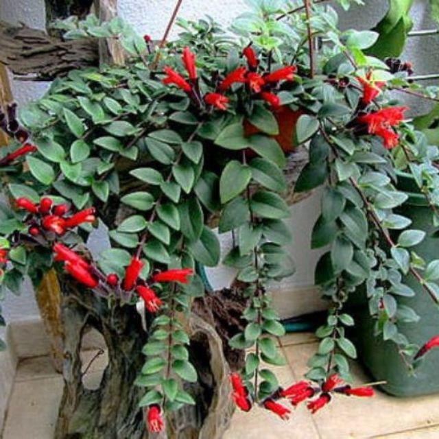 CHẬU HOA SON MÔI SIÊU ĐẸP