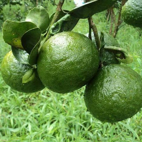 CÂY GIỐNG CAM SÀNH MIỀN NAM