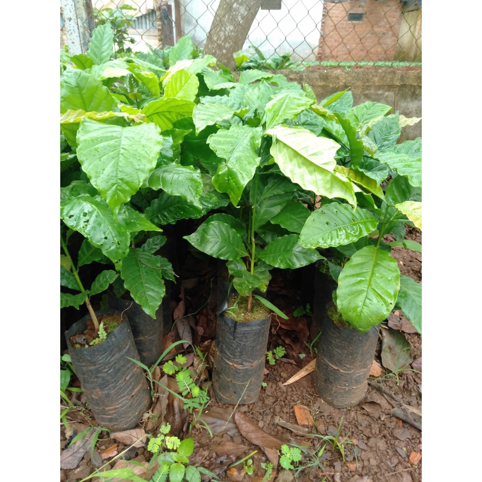 cây giống cà phê