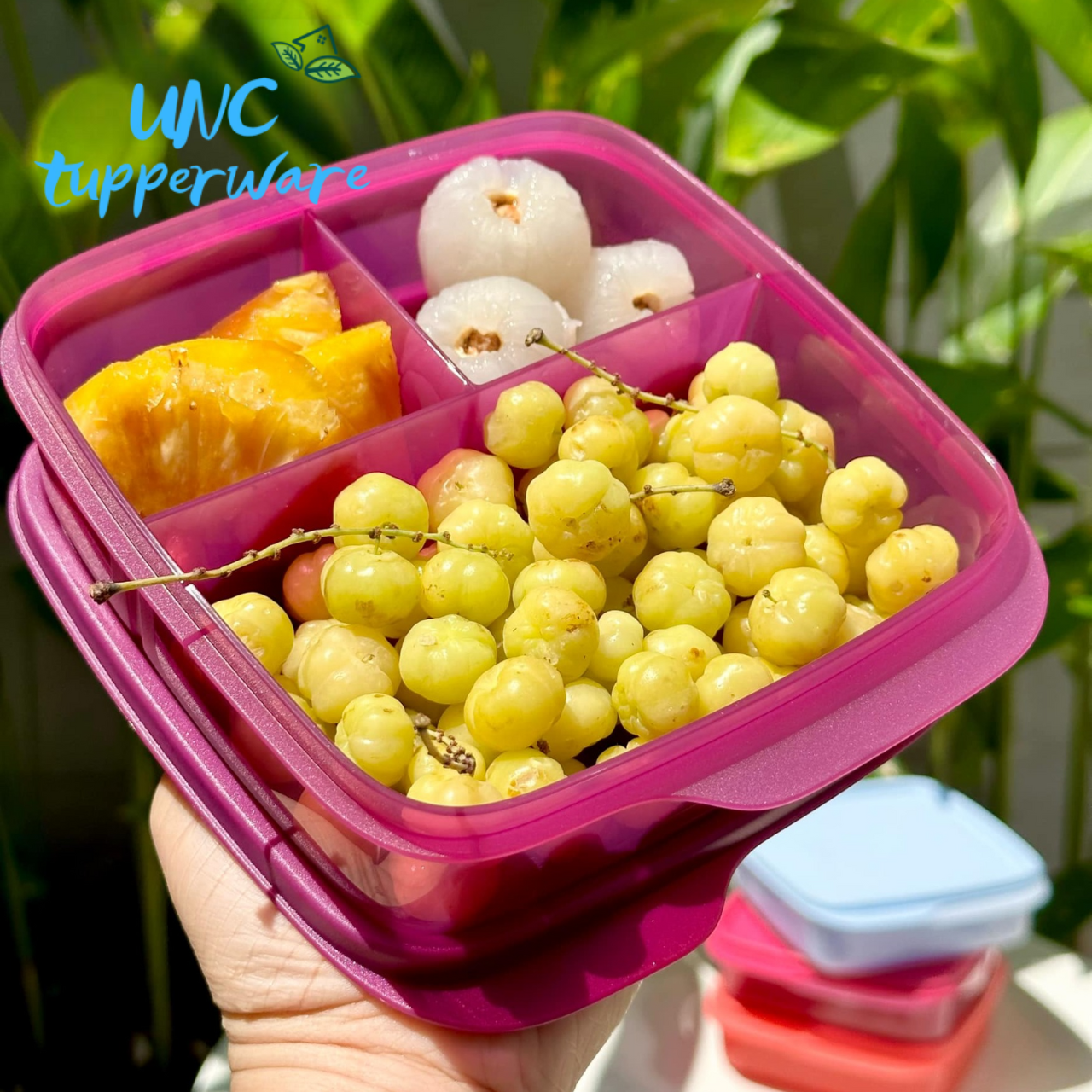 Hộp cơm Tupperware Lolly Tup 550ml