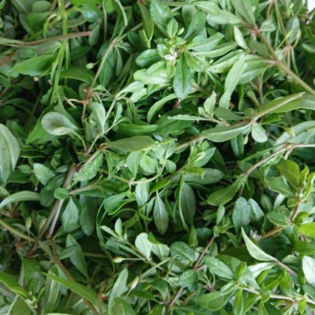 Hạt giống rau đắng đất - (Gói 0.1gram)