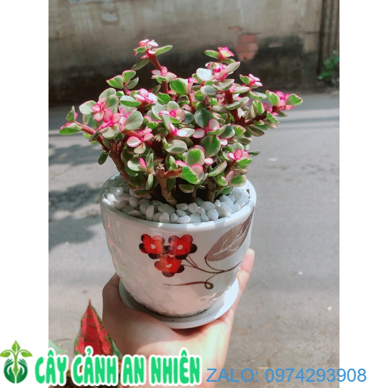 Chậu cây cành vàng lá ngọc