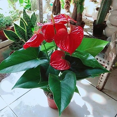 Chậu hoa hồng môn đỏ
