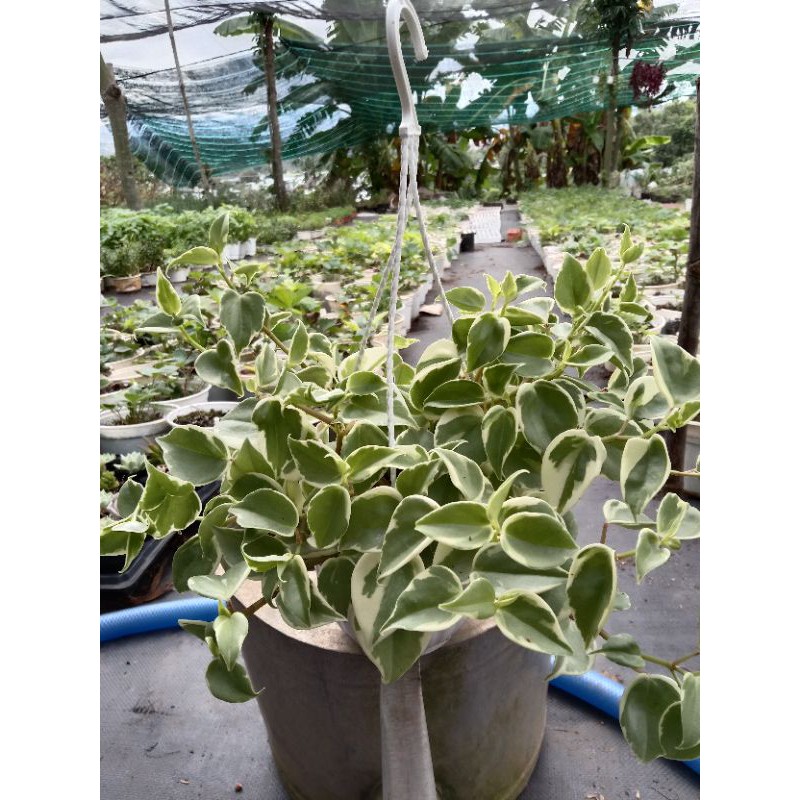 Cây  Trầu Bà Càng Cua Cẩm Thạch Chậu Treo