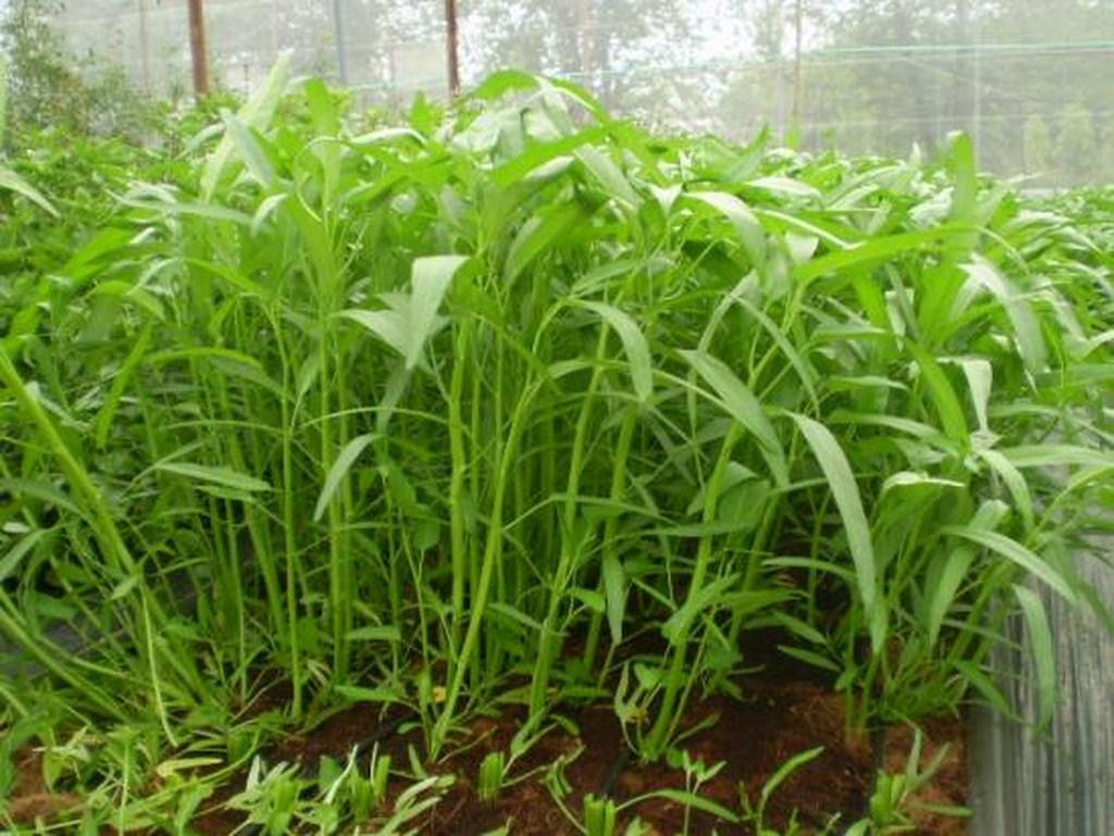 Hạt Giống Rau Muống Lá Tre Dễ Trồng