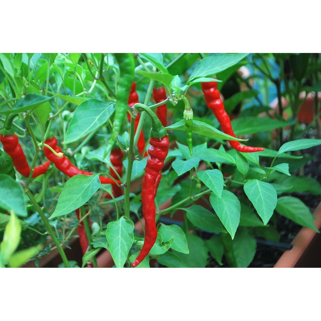 [TẶNG] 10 Hạt ớt giống Joe's Long Cayenne