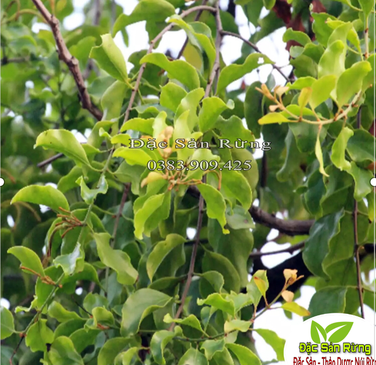 Tầm Gửi Gạo Tía Khô ( túi 500g ) -  Đặc Sản Rừng