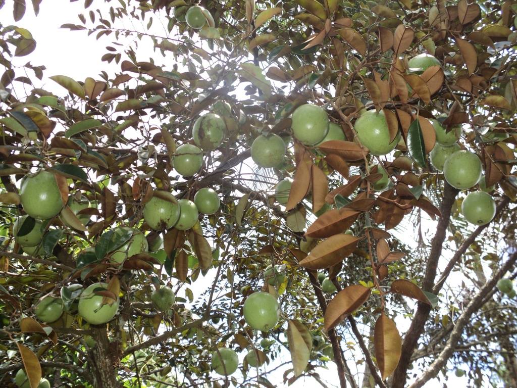 Cây giống vú sữa Lò Rèn