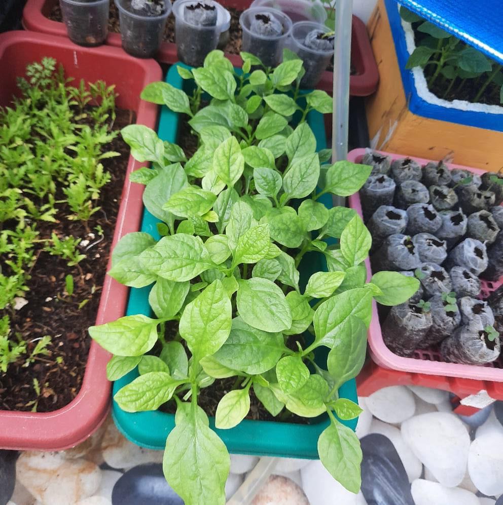 20 gram Hạt giống rau mồng tơi