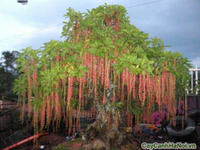 Cây hoa Lộc Vừng đỏ