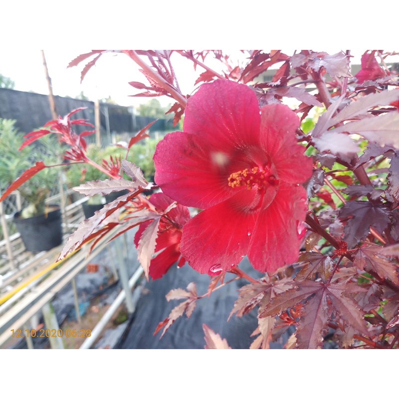 Cây hoa dâm bụt (bụp giấm) châu phi đang nụ hoa