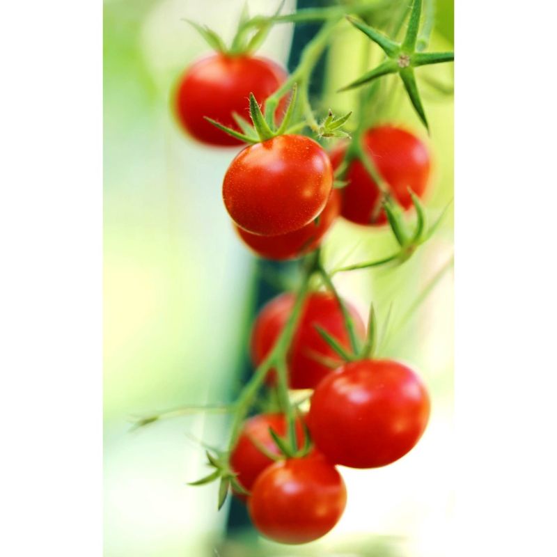 Hạt Giống Cà Chua Cherry Đỏ, cherry vàng, đóng gói 0.5gr