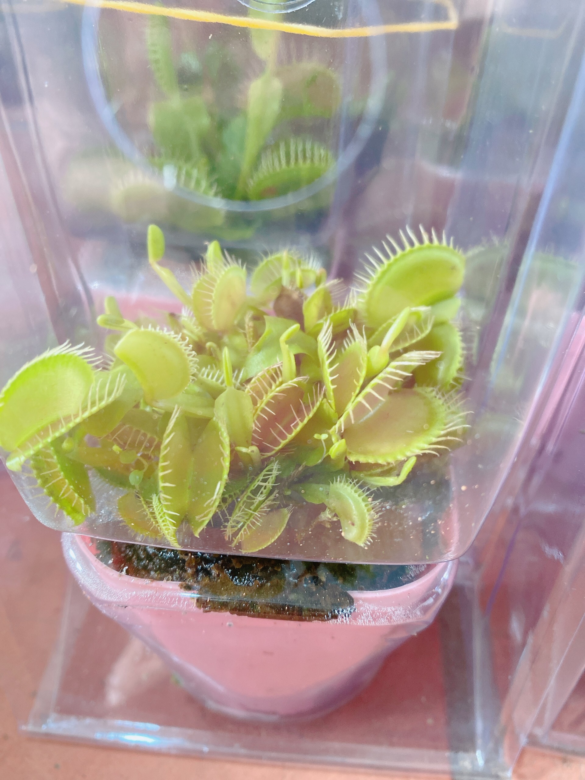 Cây Bắt Côn Trùng Cây Bẫy Kẹp