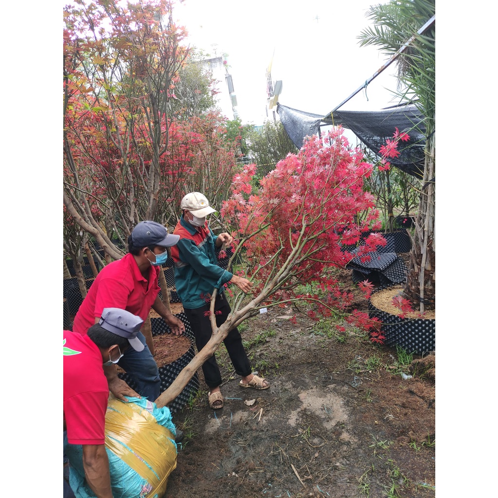 Siêu kích rễ cây root90