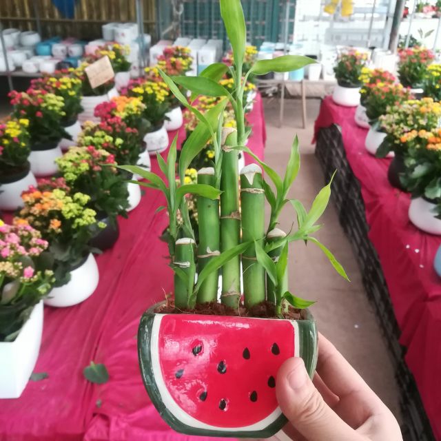 Cây Phát Tài Phát Lộc Để Bàn