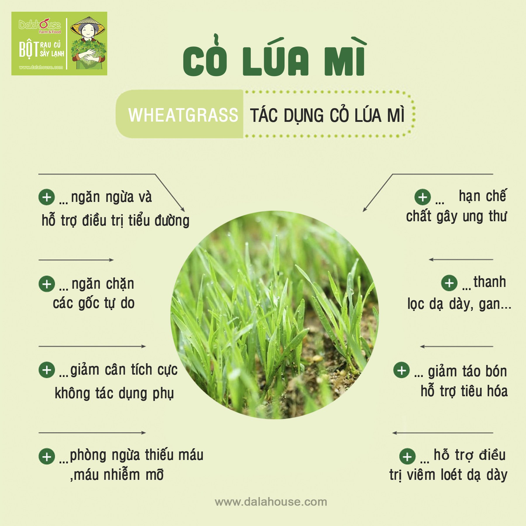 Bột Cỏ Lúa Mì Hữu Cơ Sấy Lạnh Nguyên Chất Dalahouse
