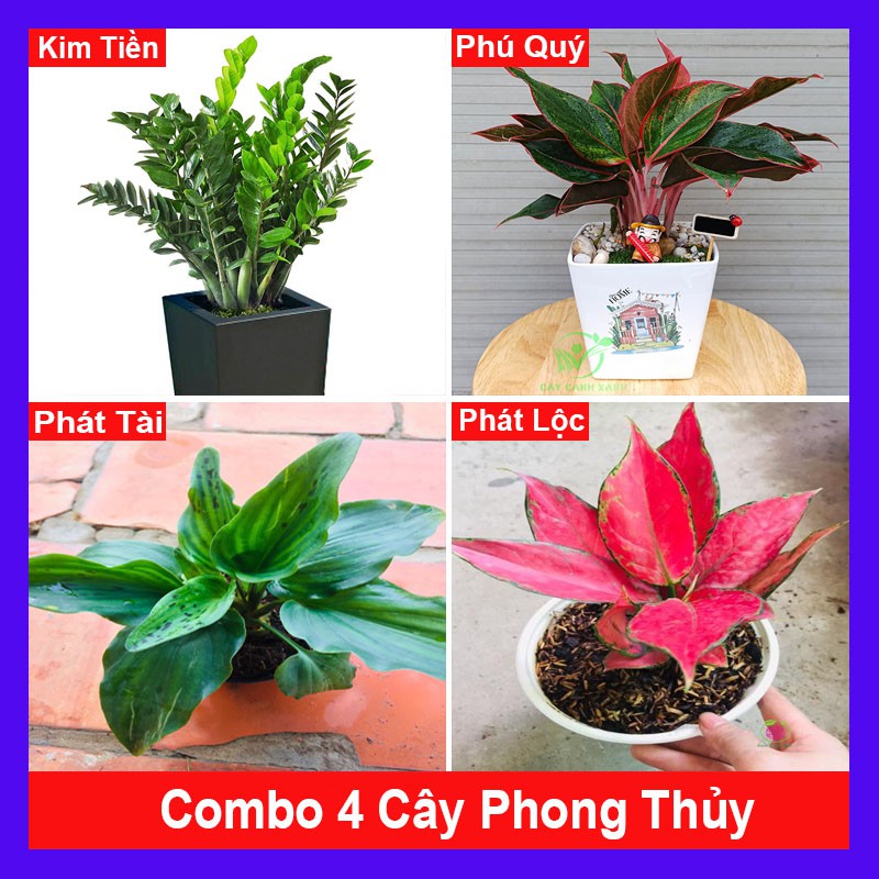Combo 4 Cây Phong Thủy tặng phân bón cho cây