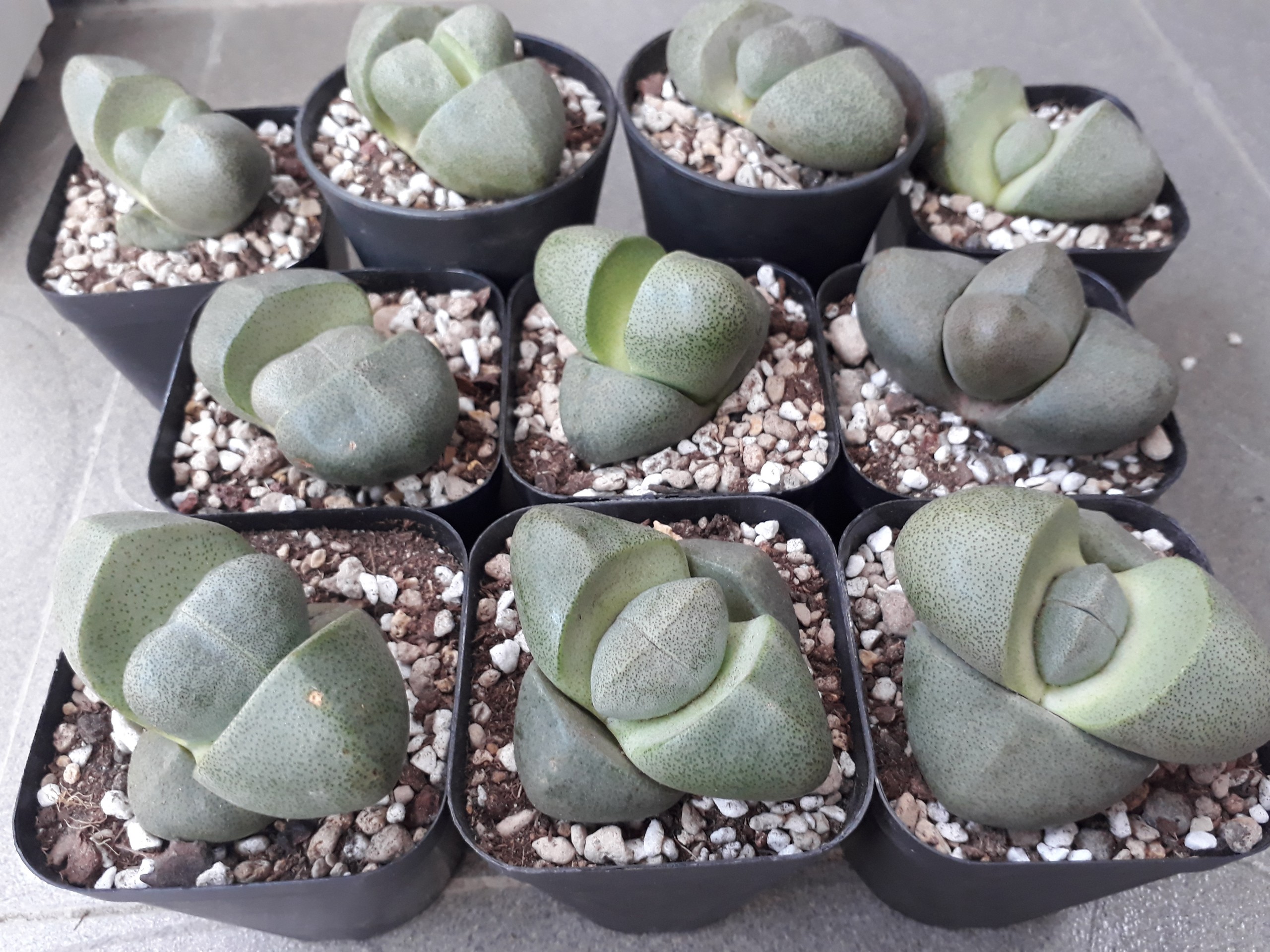 Sen Đá Hột Vịt Lộn Siêu To (Sen Mông/Lithops/Thạch Lan)