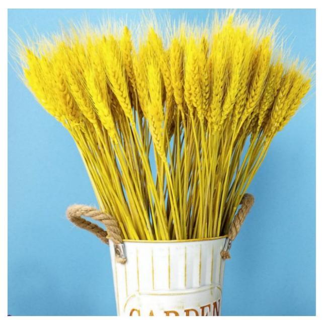50 nhánh Lúa mì lớn Hoa khô - Lúa mì thật cho trang trí đám cưới