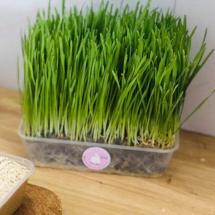 Hạt giống cỏ lúa mạch cho mèo 40g