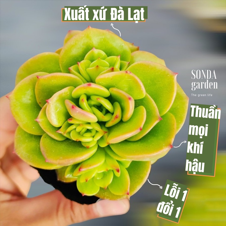 Sen đá nuza size bé siêu khỏe đẹp lỗi 1 đổi 1