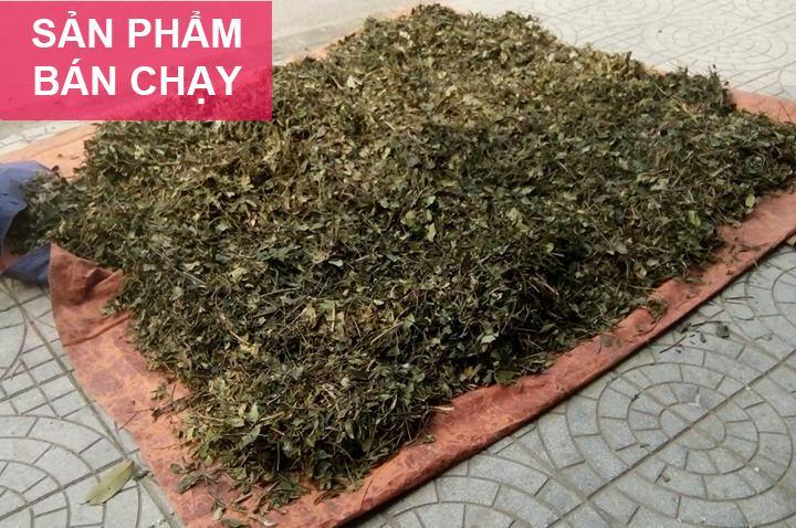 Chè vằng sẻ lá nhỏ - NÚI HÀ TĨNH