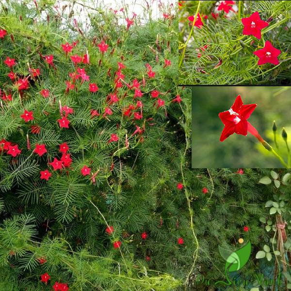 Hạt giống hoa tóc tiên đỏ dây leo HN90 ( khoản 20 hạt )giá rẻ